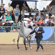 El Chall WR (Magnum Chall HVP X Major Love Affair) SAC 6 & 7 Year Stallion
