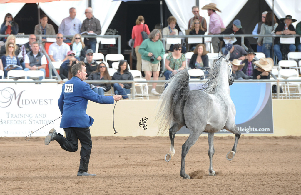 Pavorotto K.A. (QR Marc X Palanga) SAC 5 Year Old Stallion