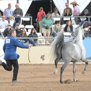 Pavorotto K.A. (QR Marc X Palanga) SAC 5 Year Old Stallion