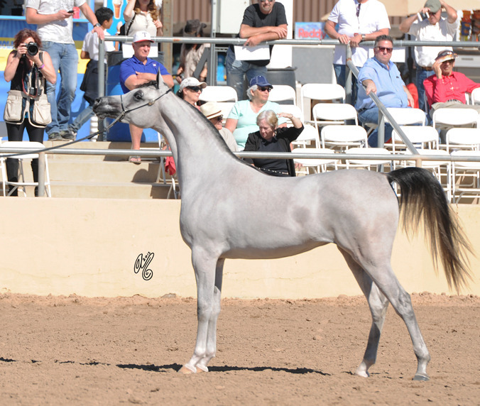 Class Winner: Shayala (Shael Dream Desert X Cassiopeia BPA) SAC 2 Year Old filly 