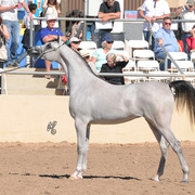 Class Winner: Shayala (Shael Dream Desert X Cassiopeia BPA) SAC 2 Year Old filly 