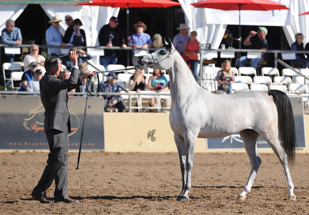 Class Winner: Shayala (Shael Dream Desert X Cassiopeia BPA) SAC 2 Year Old filly 