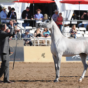 Class Winner: Shayala (Shael Dream Desert X Cassiopeia BPA) SAC 2 Year Old filly 