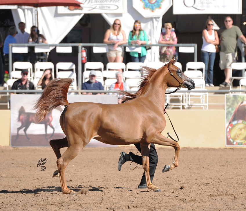 Southern Belle BVA (Ames Charisma X MP Capizma) SAC 2 Year Old Filly