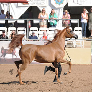 Southern Belle BVA (Ames Charisma X MP Capizma) SAC 2 Year Old Filly