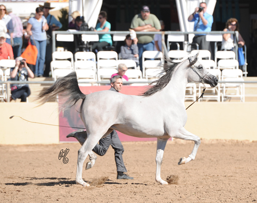 SVA Chats Pajamas (PA Paschal X AR Chats Meow) ABC 2 Year Old Filly 