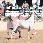 SVA Chats Pajamas (PA Paschal X AR Chats Meow) ABC 2 Year Old Filly 