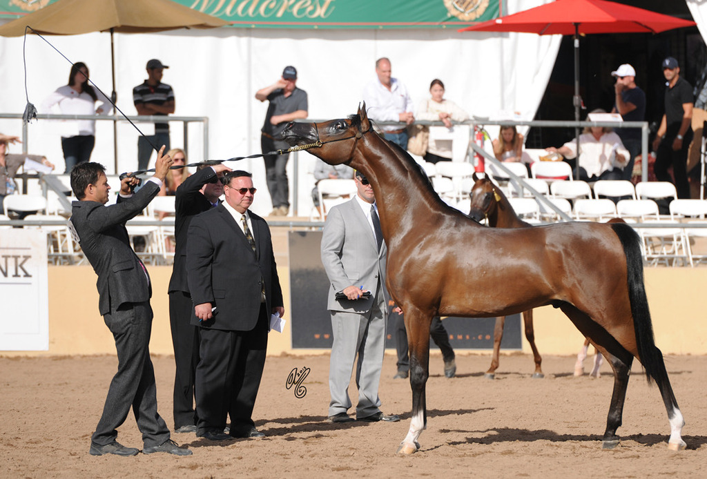 Triwteyn (ZT Marwteyn X RH Triana) SAC 2 year Old Colt