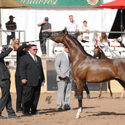 Triwteyn (ZT Marwteyn X RH Triana) SAC 2 year Old Colt