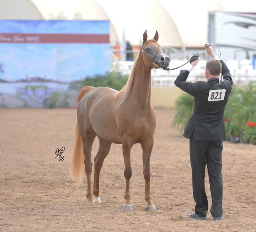 Valentino's Angel MI (DA Valentino X Always An Angel) SAC 4 Year Old Mare