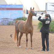 Valentino's Angel MI (DA Valentino X Always An Angel) SAC 4 Year Old Mare