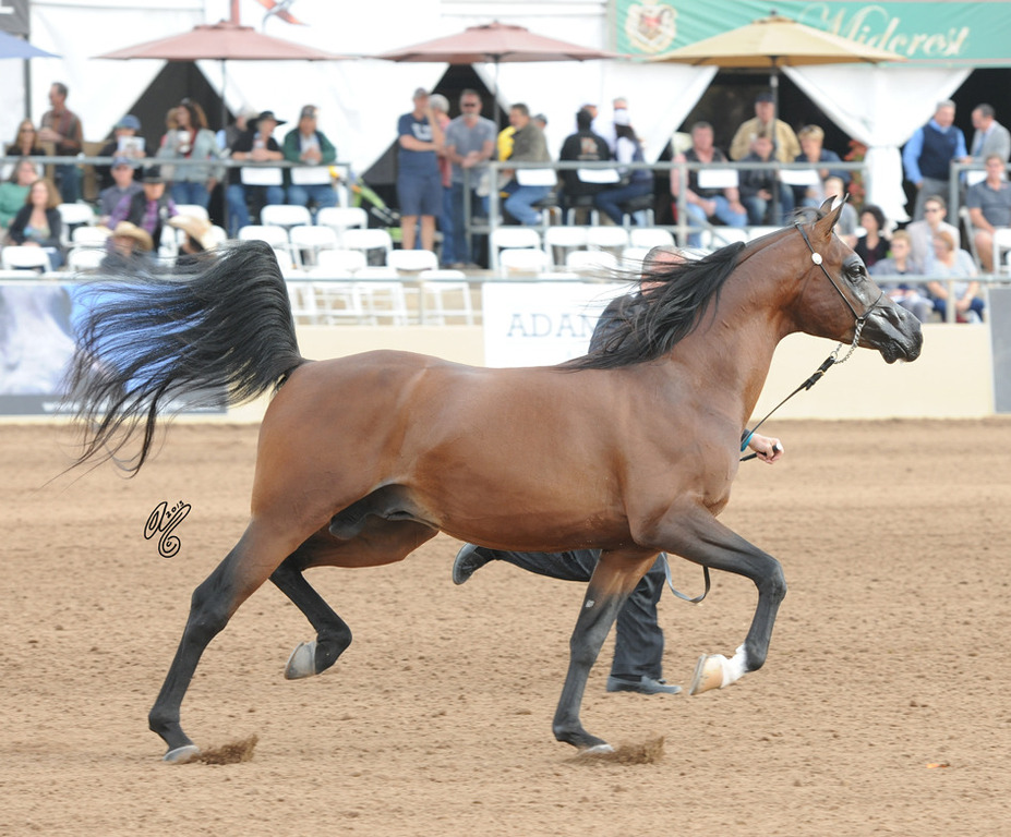 Valetinos TO (DA Valentino X Sol Natique) SAC 5 Year Old Stallion 