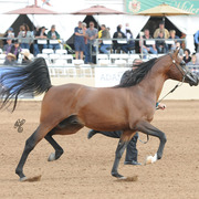 Valetinos TO (DA Valentino X Sol Natique) SAC 5 Year Old Stallion 