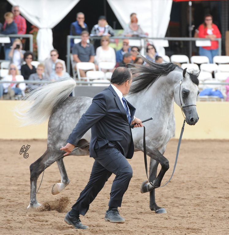 El Chall WR (Magnum Chall HVP X Major Love Affair) SAC 6 & 7 Year Stallion