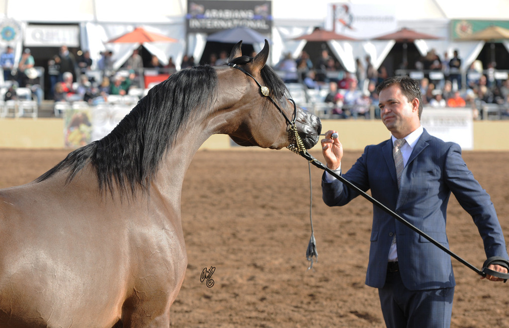 Forever Mi Dream (Ever After NA X Psyches Amber Dream) SAC 3 Year Old Mare