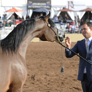 Forever Mi Dream (Ever After NA X Psyches Amber Dream) SAC 3 Year Old Mare