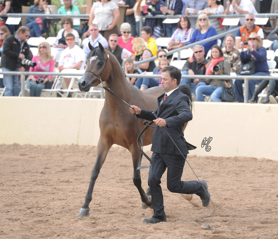 Forever Mi Dream (Ever After NA X Psyches Amber Dream) SAC 3 Year Old Mare 