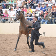 Forever Mi Dream (Ever After NA X Psyches Amber Dream) SAC 3 Year Old Mare 