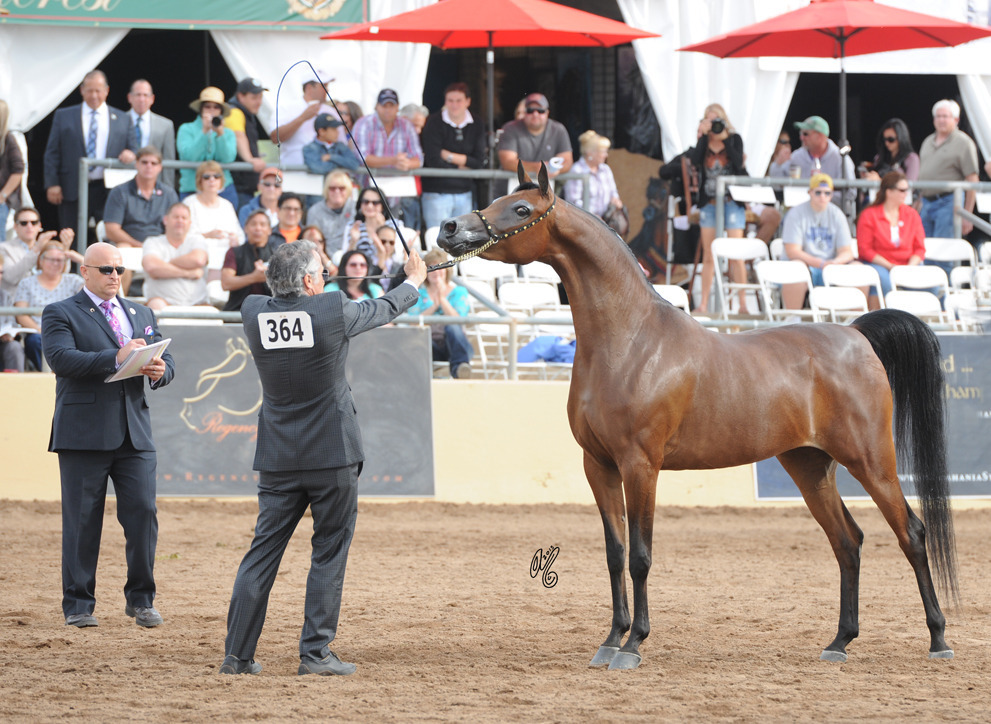 GC Le Marais ( Marwan Al Shaqab X GC Echlectica) SAC 6 & 7 Year Old Mare