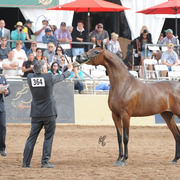 GC Le Marais ( Marwan Al Shaqab X GC Echlectica) SAC 6 & 7 Year Old Mare
