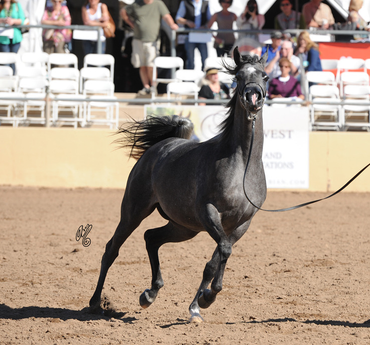 Jude Aljassimya ( WH Justice X Vanity Bey) SAC 2 Year Old Filly