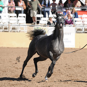 Jude Aljassimya ( WH Justice X Vanity Bey) SAC 2 Year Old Filly