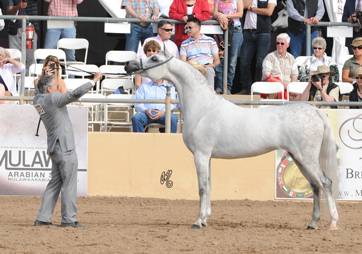 Marmarra (Gazal Al Shaqab X Cinderella WC) SAC 5 Year Old Mare 