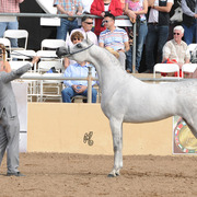 Marmarra (Gazal Al Shaqab X Cinderella WC) SAC 5 Year Old Mare 