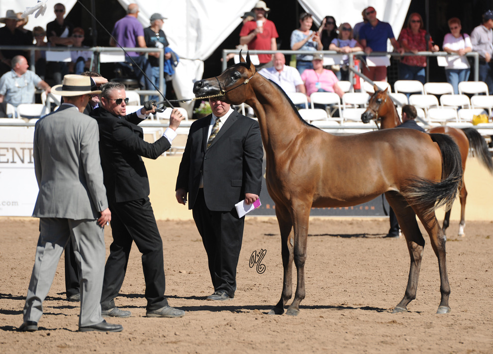 MD Mirka SAC Yearling Filly