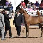 MD Mirka SAC Yearling Filly