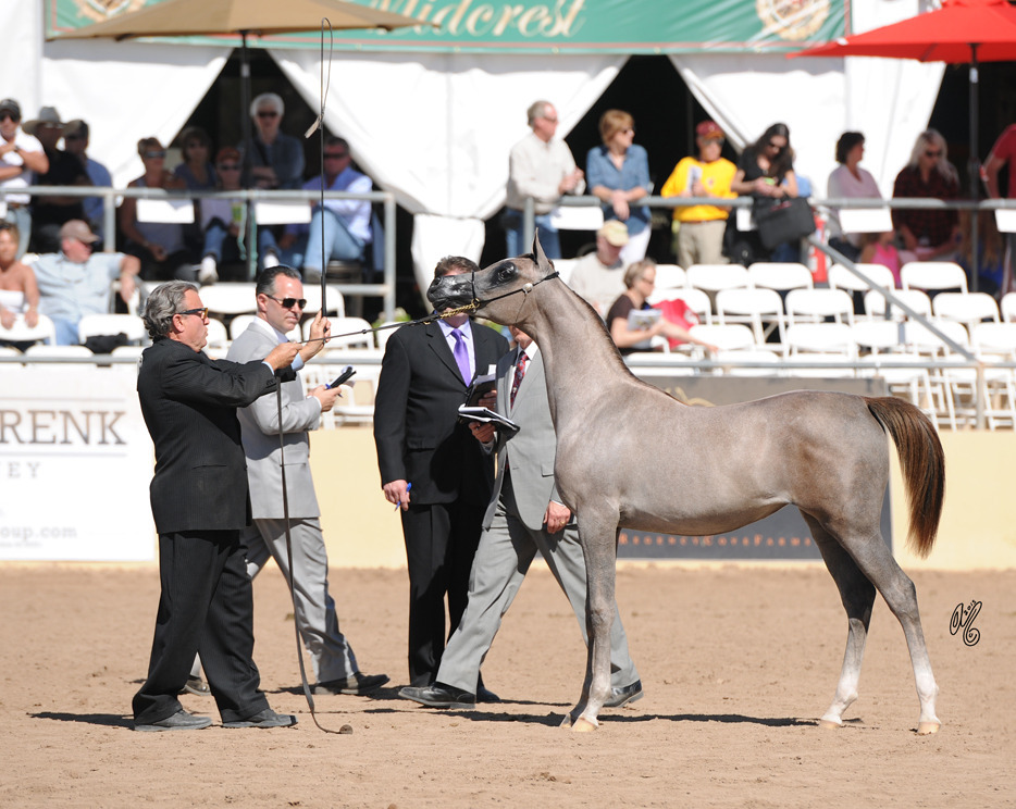 name pending (OFW Magic Wan X Nostalggia) SAC Yearling filly