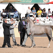 name pending (OFW Magic Wan X Nostalggia) SAC Yearling filly