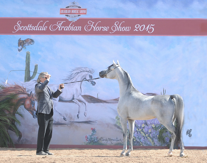 Stuart Vesty is not only a great photographer, but he shows horses as well!

