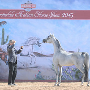 Stuart Vesty is not only a great photographer, but he shows horses as well!

