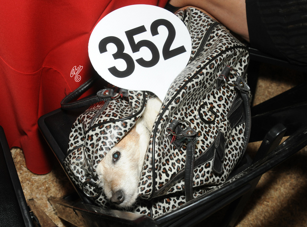 Scottsdale Signature Stallion Auction