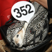 Scottsdale Signature Stallion Auction