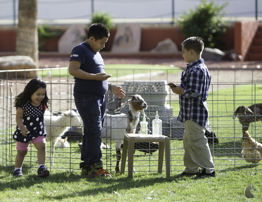 Kids Day on an Arabian Horse Farm