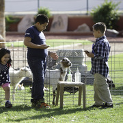 Kids Day on an Arabian Horse Farm