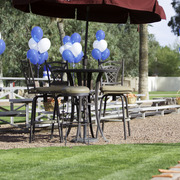 Kids Day on an Arabian Horse Farm