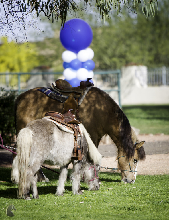 Kids Day on an Arabian Horse Farm