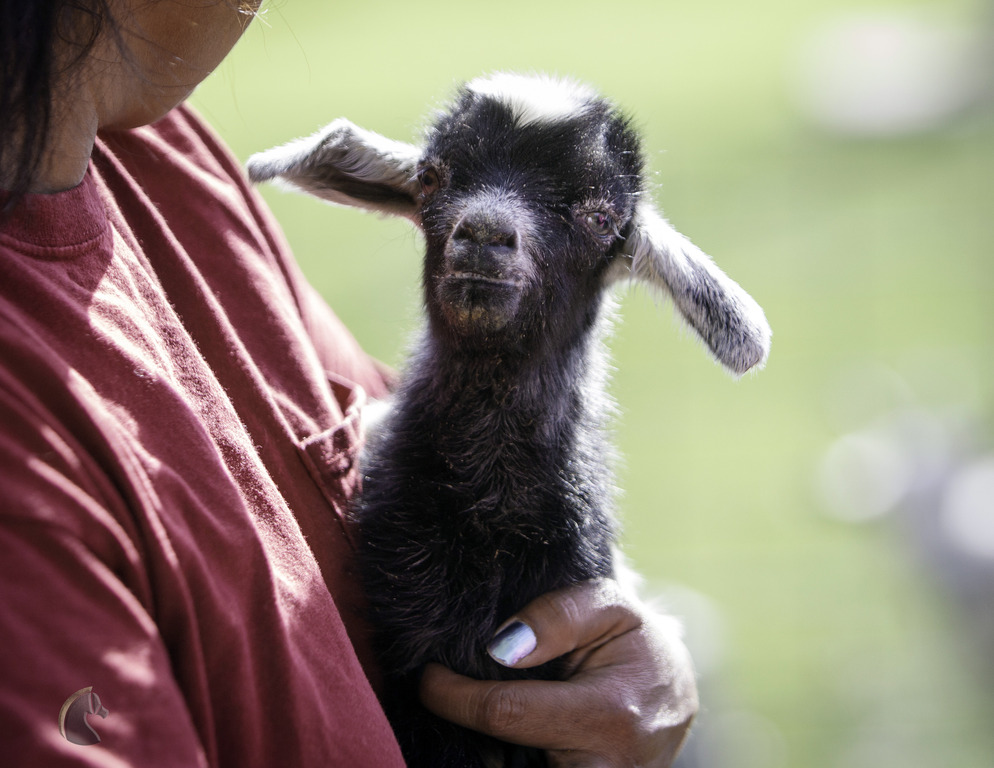 Kids Day on an Arabian Horse Farm