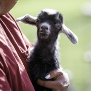 Kids Day on an Arabian Horse Farm
