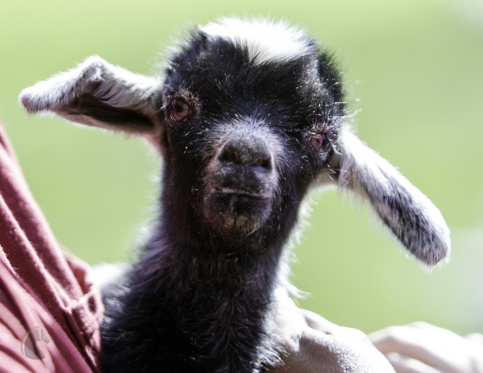Kids Day on an Arabian Horse Farm