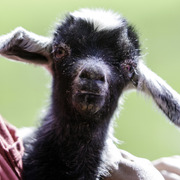 Kids Day on an Arabian Horse Farm