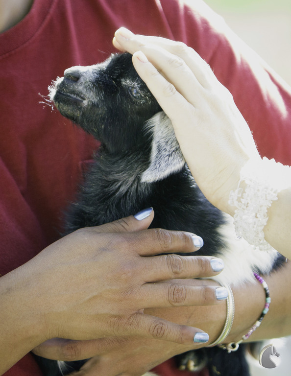 Kids Day on an Arabian Horse Farm
