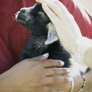 Kids Day on an Arabian Horse Farm
