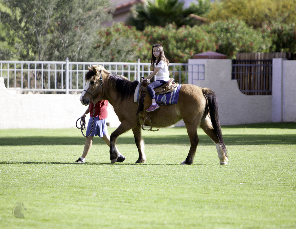 Kids Day on an Arabian Horse Farm