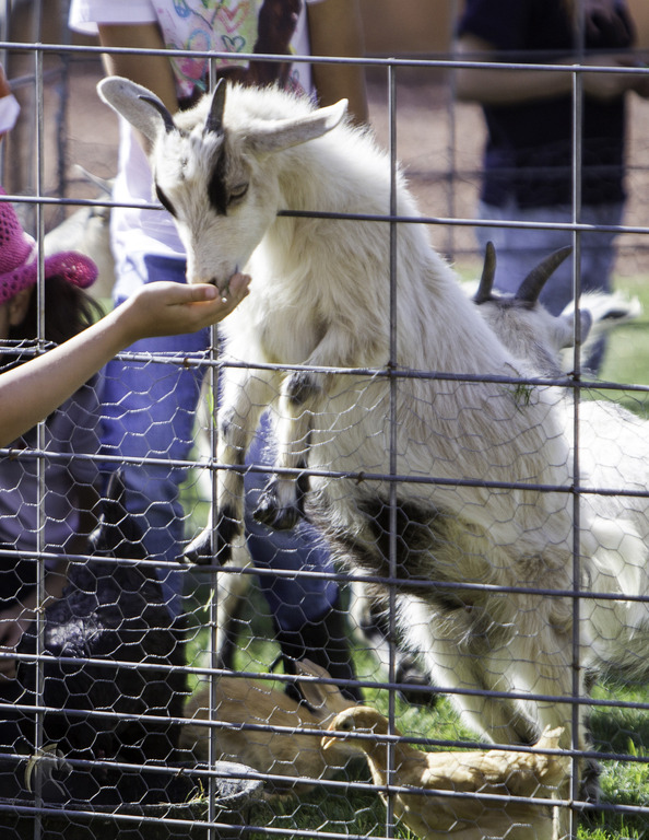Kids Day on an Arabian Horse Farm