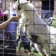 Kids Day on an Arabian Horse Farm