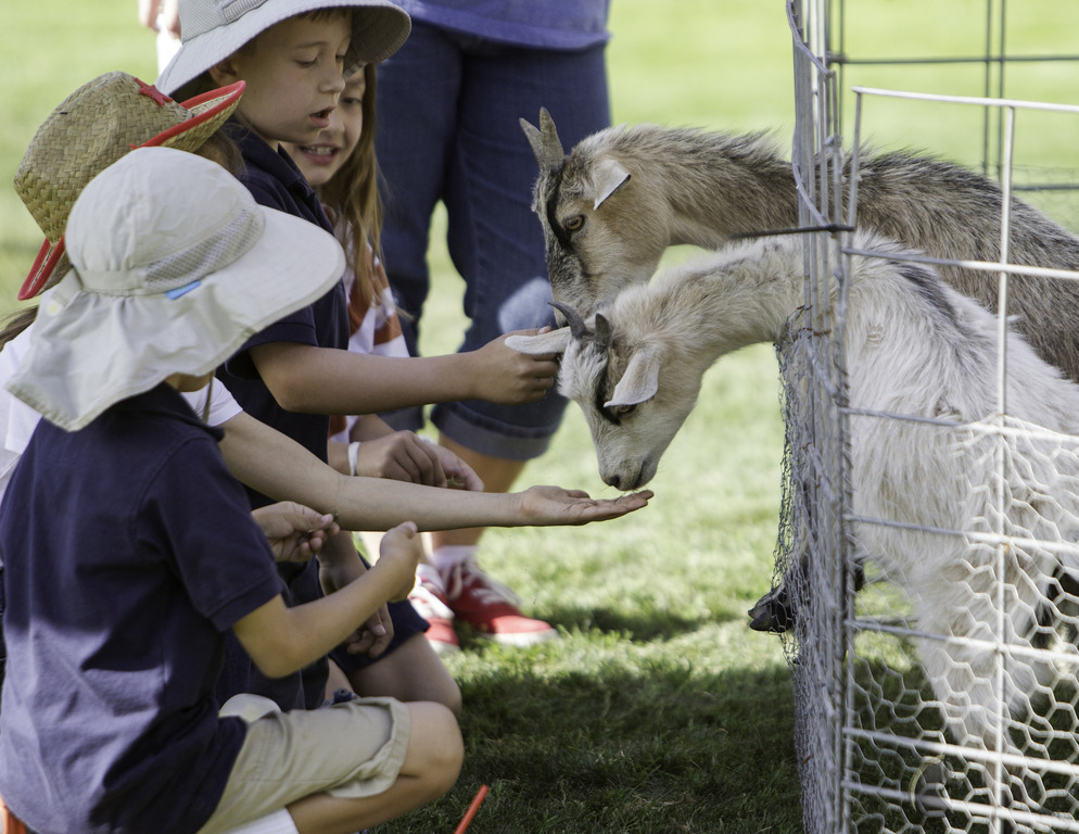 Kids Day on an Arabian Horse Farm